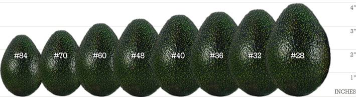 Avocado Pack Sizes
